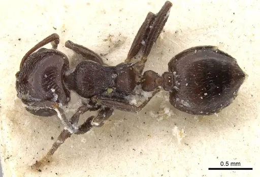 Crematogaster anthracina specimen CASENT0914071 image casent0914071_1