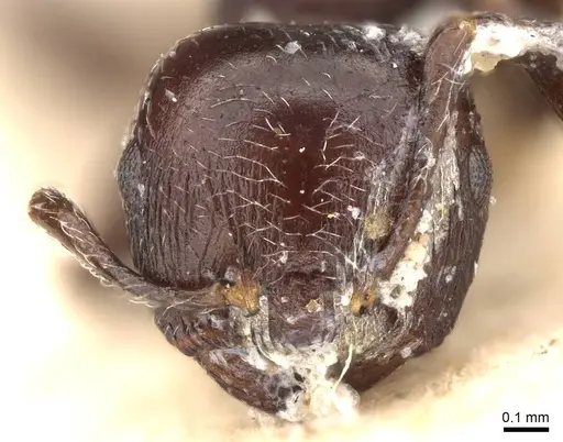 Crematogaster anthracina specimen CASENT0914071 image casent0914071_2