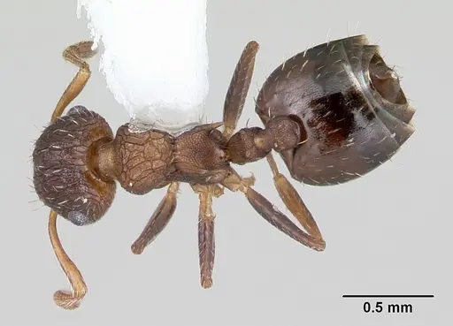 Crematogaster arata specimen CASENT0173930 image casent0173930_1