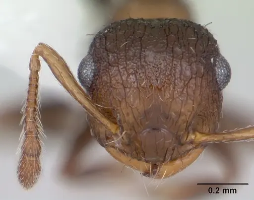 Crematogaster arata specimen CASENT0173930 image casent0173930_2