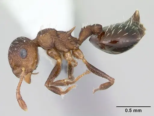 Crematogaster arata specimen CASENT0173930 image casent0173930_3