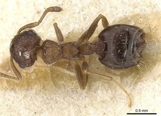 Crematogaster arata specimen CASENT0904525 image casent0904525_1