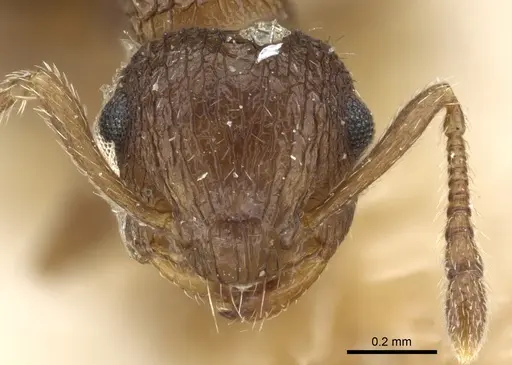 Crematogaster arata specimen CASENT0904525 image casent0904525_2