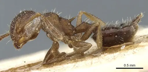 Crematogaster arata specimen CASENT0904525 image casent0904525_3