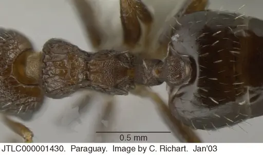 Crematogaster arata specimen JTLC000001430 image jtlc000001430_1