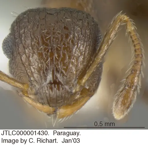 Crematogaster arata specimen JTLC000001430 image jtlc000001430_2