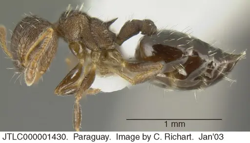 Crematogaster arata specimen JTLC000001430 image jtlc000001430_3