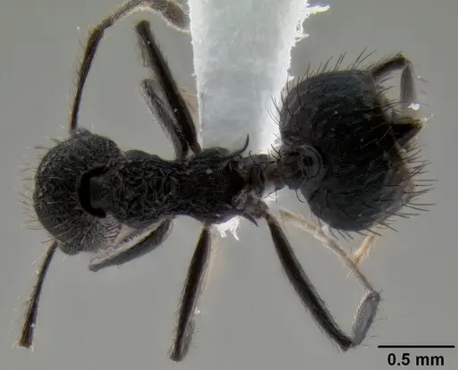 Crematogaster arcuata specimen CASENT0193084 image casent0193084_1