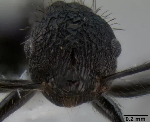 Crematogaster arcuata specimen CASENT0193084 image casent0193084_2