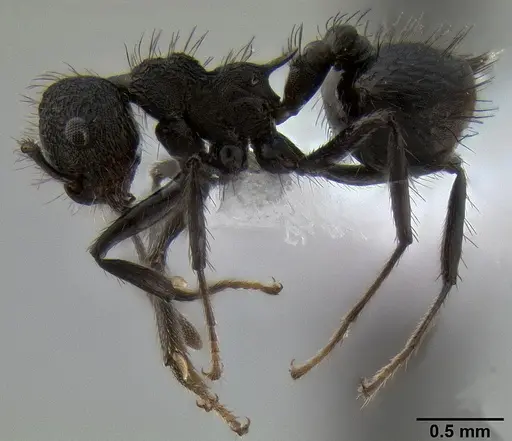 Crematogaster arcuata specimen CASENT0193084 image casent0193084_3