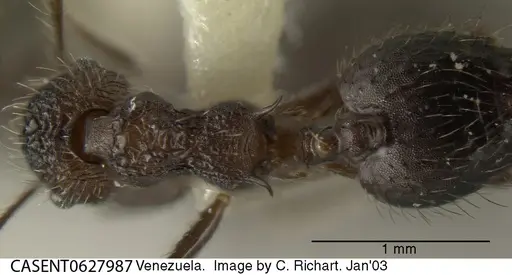 Crematogaster arcuata specimen CASENT0627987 image casent0627987_1