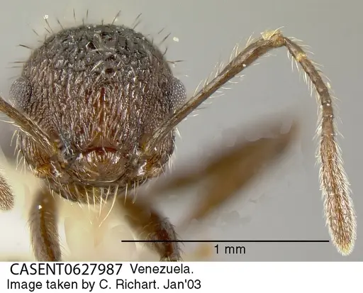 Crematogaster arcuata specimen CASENT0627987 image casent0627987_2