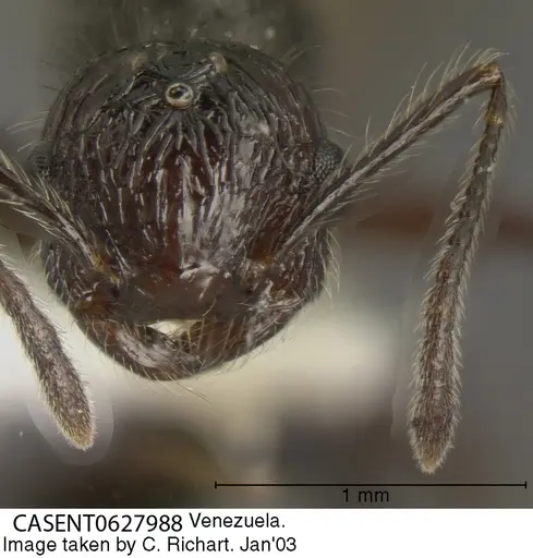 Crematogaster arcuata specimen CASENT0627988 image casent0627988_1