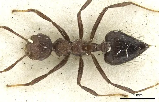 Crematogaster arcuata specimen CASENT0902147 image casent0902147_1