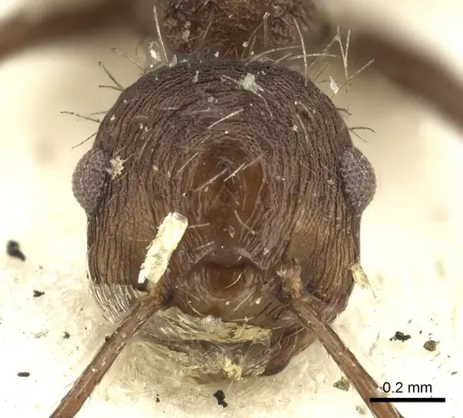 Crematogaster arcuata specimen CASENT0902147 image casent0902147_2