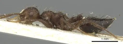 Crematogaster arcuata specimen CASENT0902147 image casent0902147_3