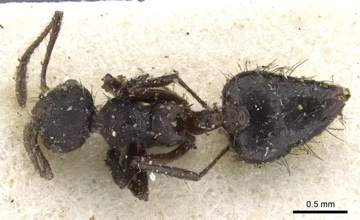 Crematogaster arcuata specimen CASENT0904521 image casent0904521_1