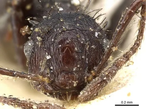 Crematogaster arcuata specimen CASENT0904521 image casent0904521_2