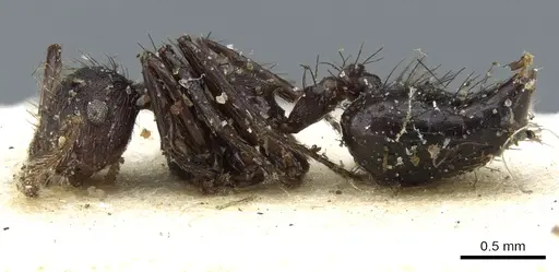 Crematogaster arcuata specimen CASENT0904521 image casent0904521_3