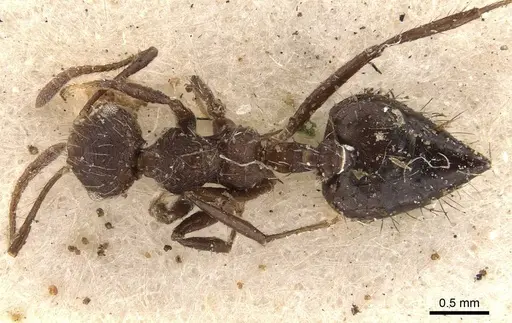 Crematogaster arcuata specimen CASENT0908388 image casent0908388_1