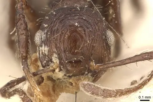 Crematogaster arcuata specimen CASENT0908388 image casent0908388_2