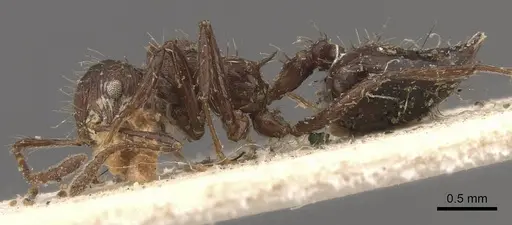 Crematogaster arcuata specimen CASENT0908388 image casent0908388_3