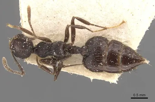 Crematogaster arcuata specimen CASENT0908389 image casent0908389_1