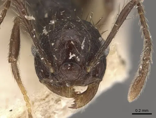 Crematogaster arcuata specimen CASENT0908389 image casent0908389_2