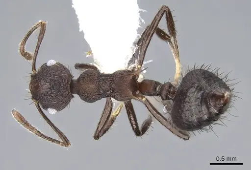 Crematogaster arcuata specimen CASENT0914549 image casent0914549_1