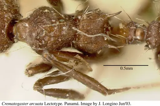Crematogaster arcuata specimen JTL669614 image jtl669614_1