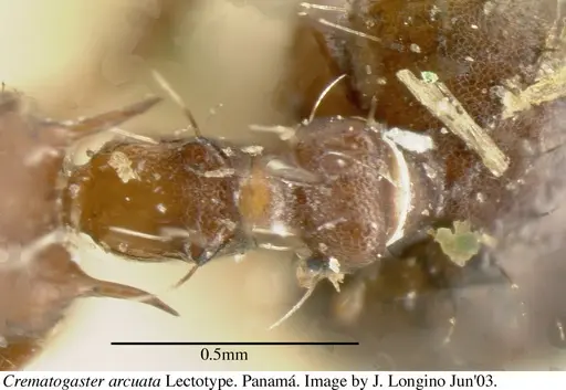 Crematogaster arcuata specimen JTL669614 image jtl669614_2