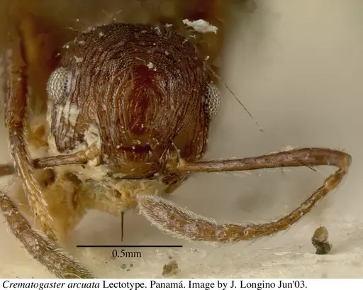 Crematogaster arcuata specimen JTL669614 image jtl669614_3