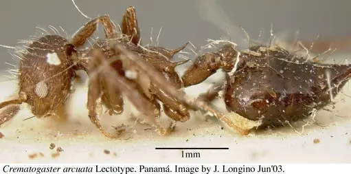 Crematogaster arcuata specimen JTL669614 image jtl669614_4