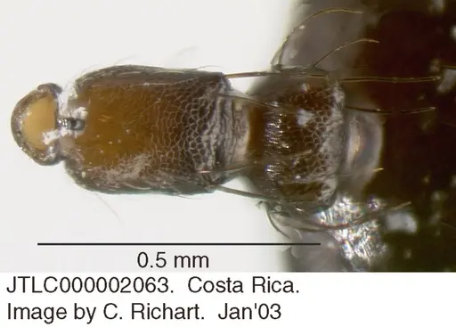 Crematogaster arcuata specimen JTLC000002063 image jtlc000002063_1