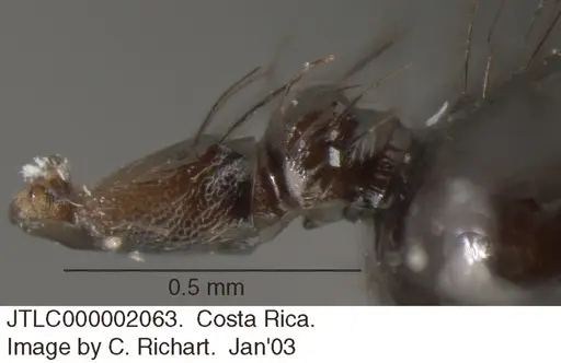 Crematogaster arcuata specimen JTLC000002063 image jtlc000002063_2