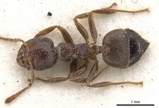 Crematogaster arnoldi specimen CASENT0902079 image casent0902079_1