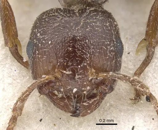 Crematogaster arnoldi specimen CASENT0902079 image casent0902079_2