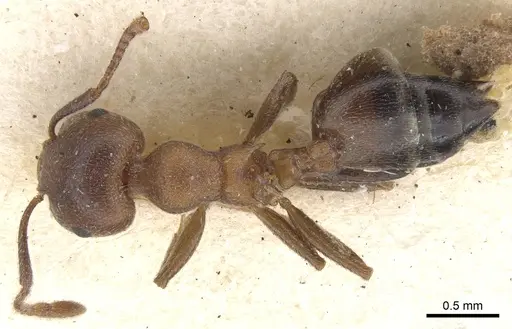 Crematogaster arnoldi specimen CASENT0902080 image casent0902080_1