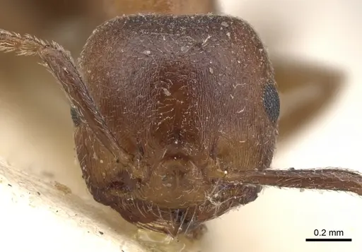 Crematogaster arnoldi specimen CASENT0902080 image casent0902080_2