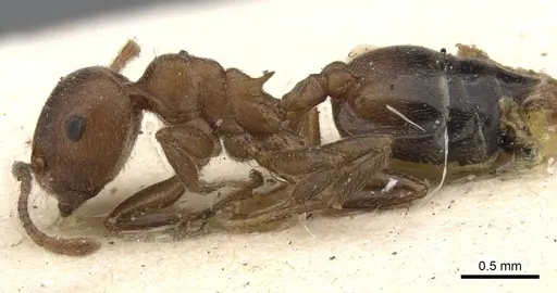 Crematogaster arnoldi specimen CASENT0902080 image casent0902080_3