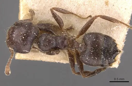 Crematogaster arnoldi specimen CASENT0908499 image casent0908499_1