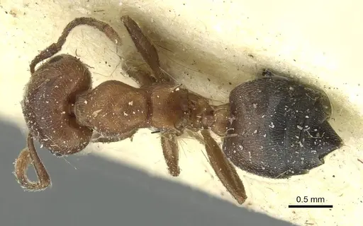 Crematogaster arnoldi specimen CASENT0912641 image casent0912641_1