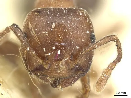 Crematogaster arnoldi specimen CASENT0912641 image casent0912641_2