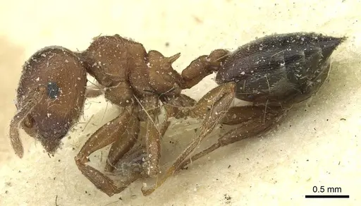 Crematogaster arnoldi specimen CASENT0912641 image casent0912641_3
