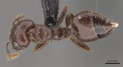 Crematogaster arthurimuelleri specimen CASENT0908529 image casent0908529_1
