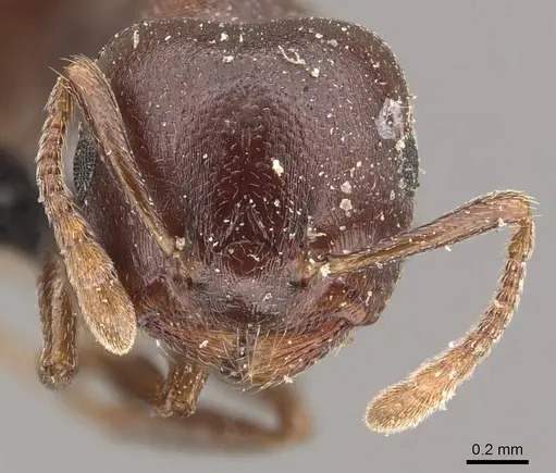 Crematogaster arthurimuelleri specimen CASENT0908529 image casent0908529_2