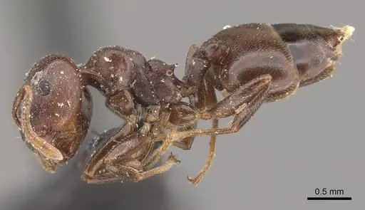 Crematogaster arthurimuelleri specimen CASENT0908529 image casent0908529_3