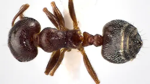 Crematogaster ashmeadi specimen ANTWEB1041650 image antweb1041650_1