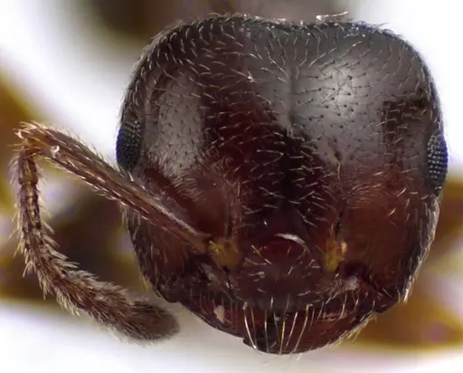 Crematogaster ashmeadi specimen ANTWEB1041650 image antweb1041650_2