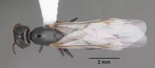 Crematogaster ashmeadi specimen CASENT0103761 image casent0103761_1